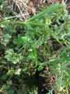 Cyperus eragrostis