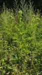 Cirsium oleraceum