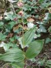 Epipactis helleborine