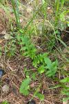 Cirsium oleraceum