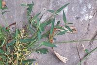 Atriplex patula