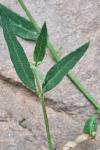 Atriplex patula