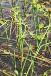 Damasonium alisma