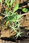 Damasonium alisma