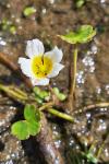 Ranunculus peltatus