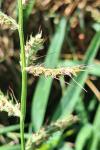 Echinochloa crus-galli