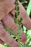Echinochloa crus-galli