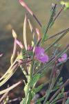 Epilobium hirsutum
