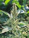 Amaranthus