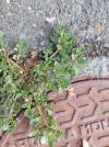 Portulaca oleracea