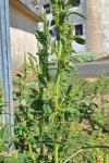 Amaranthus hybridus