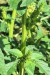 Amaranthus hybridus