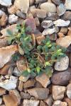 Portulaca oleracea