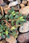 Portulaca oleracea