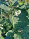 Solanum nigrum