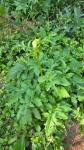 Cirsium oleraceum