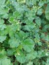 Malva neglecta