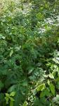Cirsium oleraceum