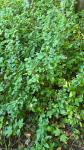 Berberis aquifolium