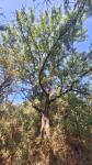 Sorbus aucuparia