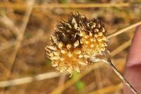 Allium vineale