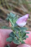 Ononis spinosa