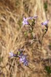 Campanula rapunculus