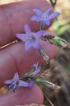 Campanula rapunculus