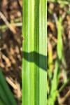 Carex