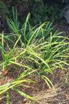 Carex