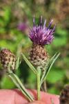 Centaurea decipiens