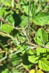 Centaurea decipiens