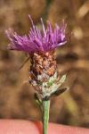 Centaurea jacea subsp. timbalii