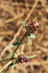 Centaurea jacea subsp. timbalii