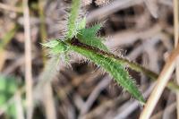 Crepis setosa