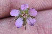 Geranium columbinum