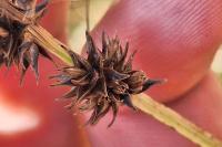 Carex otrubae