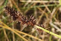 Carex otrubae