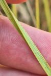 Carex otrubae