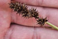 Carex otrubae