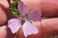 Malva moschata