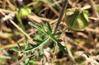 Malva moschata