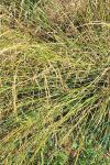Molinia caerulea