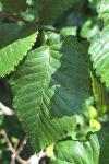 Ulmus minor