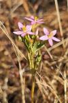 Centaurium erythraea