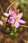 Centaurium erythraea
