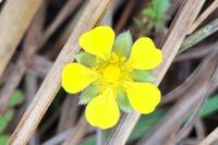 Potentilla reptans