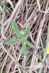 Potentilla reptans