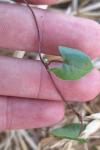 Fallopia convolvulus