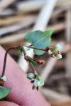 Fallopia convolvulus